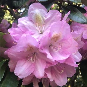 Meet your Posher, Cassie